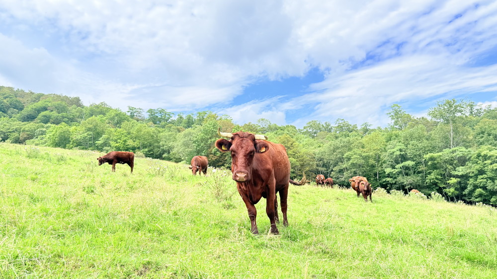短角牛とは 夏は山へ、冬は里へ。受け継がれる飼養文化